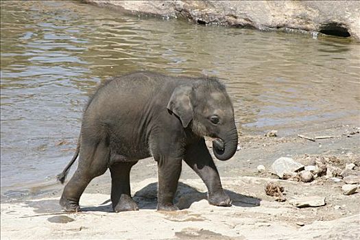亚洲象,象属,幼兽,走,旁侧,河,大象,孤儿院,斯里兰卡