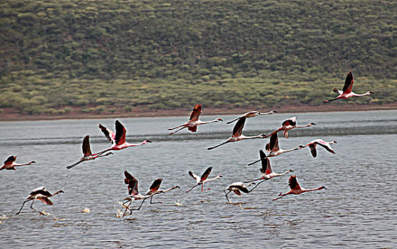 火烈鸟,柏哥利亚湖