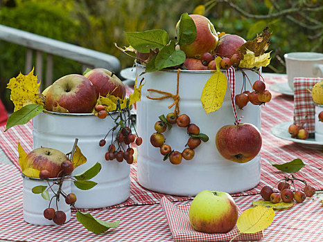 苹果树,苹果,观赏苹果,秋叶,白色,锡罐