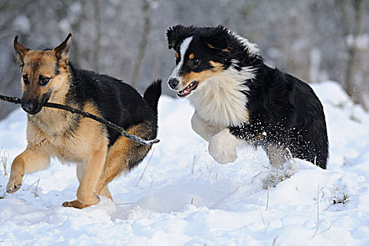 两个,狗,玩,雪