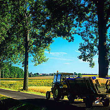 农民,拖拉机,乡间小路,排列,树,阿尔萨斯,法国