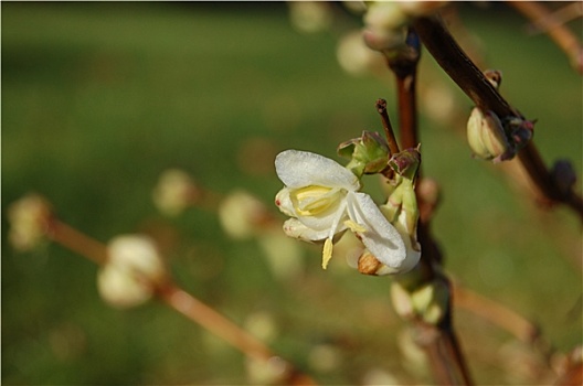 金银花