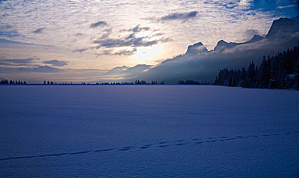 轨迹,雪,地面,艾伯塔省,加拿大