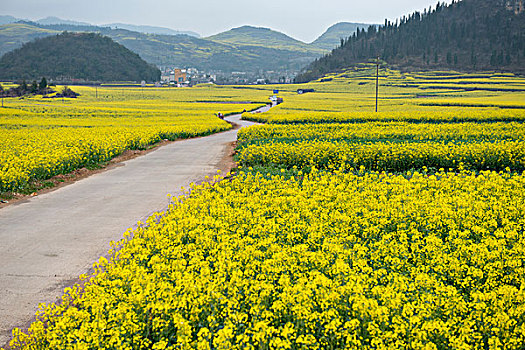 云南罗平县,乡村公路旁,油菜地,徐学哲摄影,尼康,年月