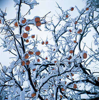冬日,雪后的柿子树