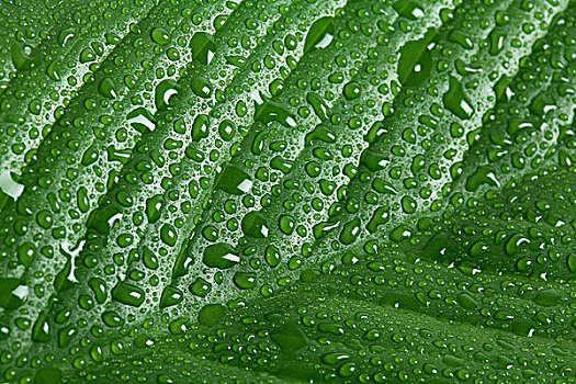 绿色,叶子,水,水滴