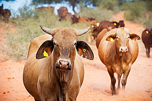 菜牛,农场,纳米比亚