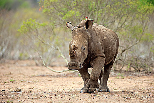 白犀牛,成年,跑,红嘴牛椋鸟,厚皮动物,克鲁格国家公园,南非,非洲