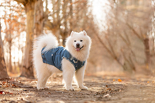 萨摩和田园犬的秋景拍摄