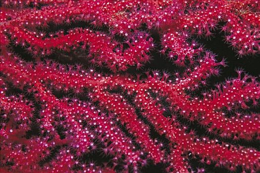 紫色,柳珊瑚目,海洋生物,欧洲,水下