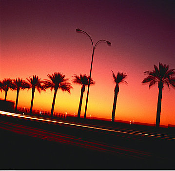 棕榈树,道路,日落,凤凰城,亚利桑那,美国