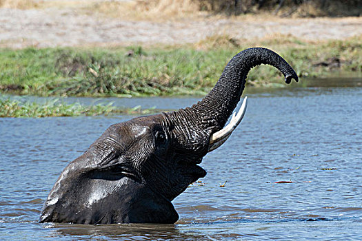 大象,非洲象,涉水,河,象鼻,奥卡万戈三角洲,博茨瓦纳