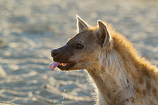 斑点,鬣狗,斑鬣狗,喝,水坑,头像,卡拉哈里沙漠,卡拉哈迪大羚羊国家公园,南非,非洲