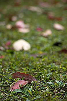 草地上的落叶