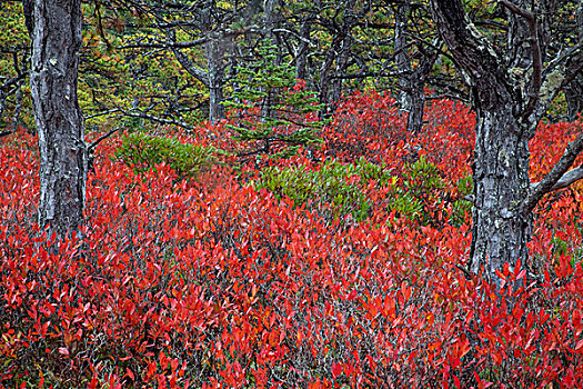 北美,美国,缅因,蓝莓,灌木丛,松树,秋天,奇景,阿卡迪亚国家公园