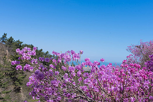 青岛大珠山杜鹃花