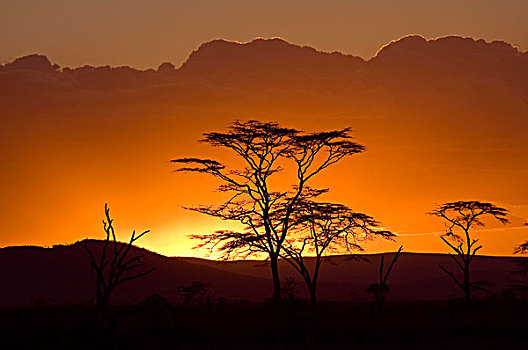 日落,剪影,金合欢树,塞伦盖蒂,坦桑尼亚,非洲