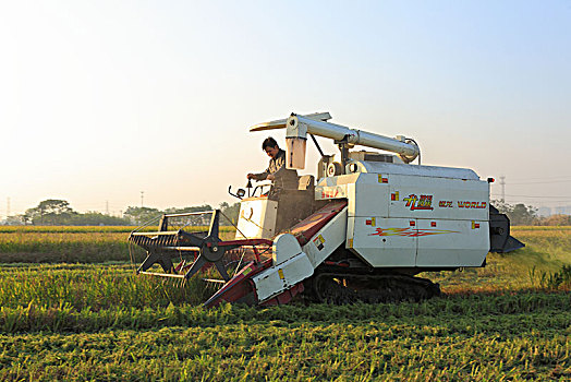 水稻收割机作业