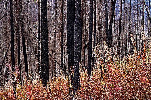 杂草,烧,树,库特尼国家公园,不列颠哥伦比亚省,加拿大