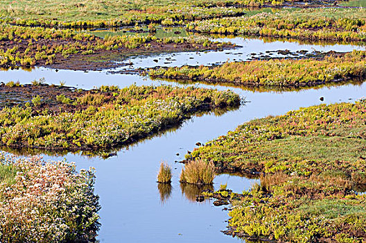 湿地,风景,荷兰