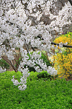 青岛的春天,樱花