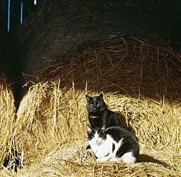 猫,农场,瑞典
