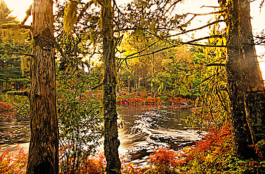 苔藓,树,秋天,河,新斯科舍省,加拿大