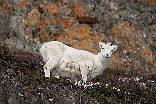 野大白羊,母羊,站立,苔藓,遮盖,石头,楚加奇州立公园,阿拉斯加,冬天