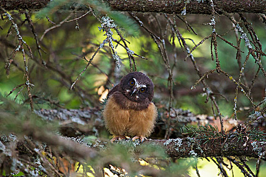 北方生物带,小猫头鹰,鬼鸮,坐,树枝,安克里奇,阿拉斯加,美国