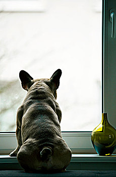 狗,窗台