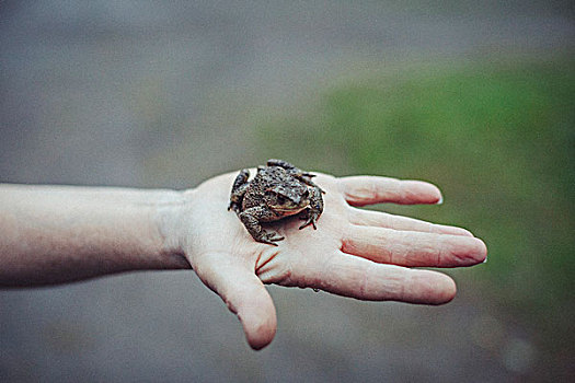 局部,图像,握着,青蛙