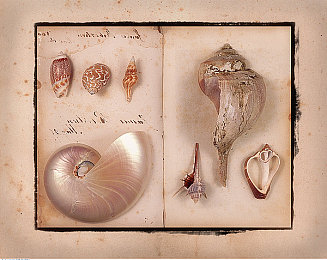 海螺类图片