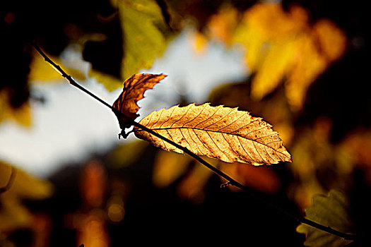 甜栗,欧洲板栗,秋天,叶子,逆光