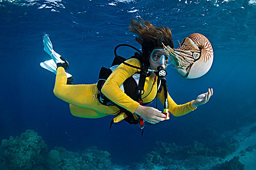 潜水,看,帕劳,鹦鹉螺,大洋洲