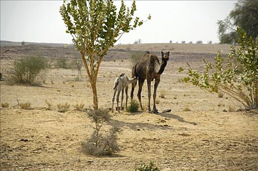 骆驼,母兽,婴儿,塔尔沙漠,靠近,斋沙默尔,拉贾斯坦邦,印度