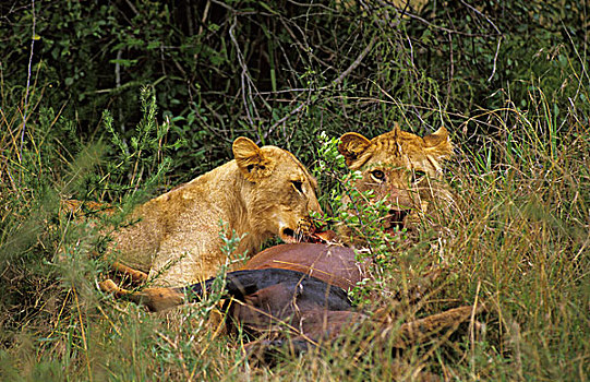 非洲狮,狮子,女性,雌性,吃饭,吃,马赛马拉,公园,肯尼亚