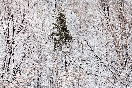 松树,白色,雪,树林,冬天