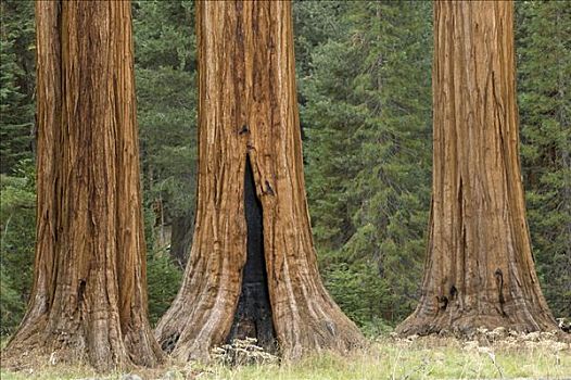 树干,巨杉,巨大,树林,红杉国家公园,加利福尼亚,美国