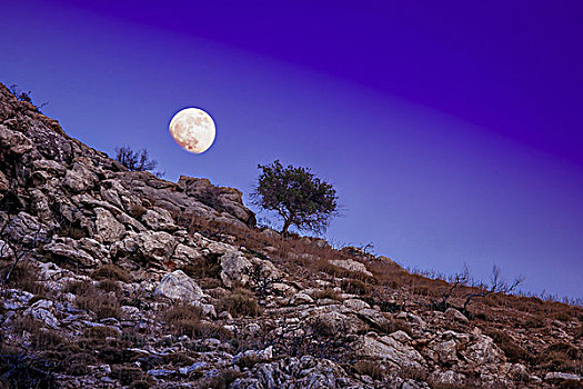 风景,树,岩石,山坡,月亮,夜空,马塔拉,克里特岛,希腊