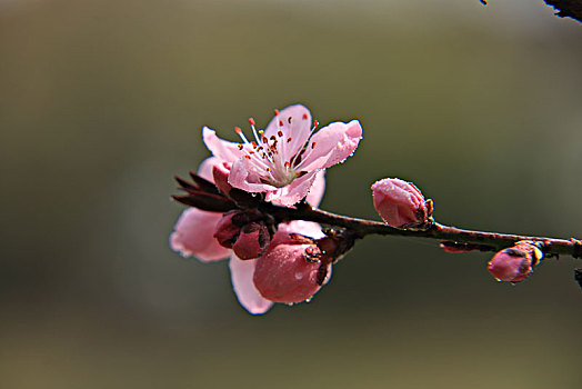 桃花