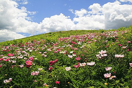 盛开,山