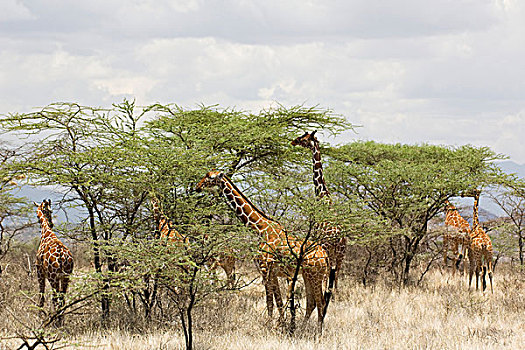 肯尼亚,萨布鲁国家公园,罗特希尔德,长颈鹿,树