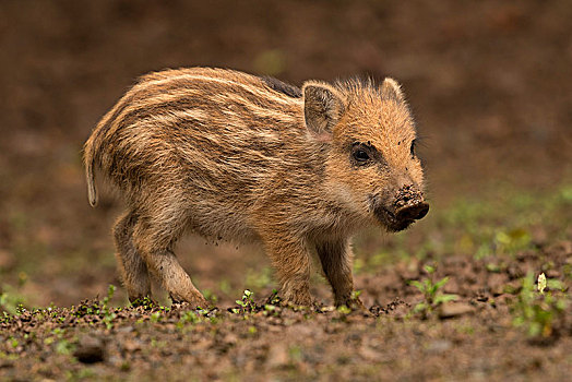 野猪,小猪,幼兽,公猪,莱茵兰普法尔茨州,德国,欧洲