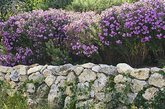 紫苑属,上方,干式墙