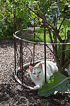 猫,后面,锻铁,围栏,花园