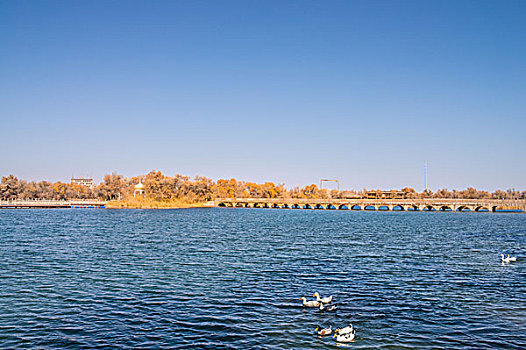 胡杨林,湖泊,倒影,美景