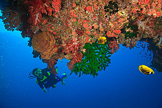 潜水,一对,黄色蝴蝶鱼,靠近,大,软,水下,拱形,贝卡岛,南方,维提岛,斐济,南太平洋