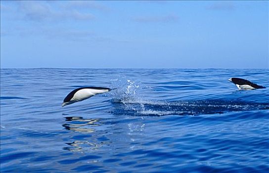 南露脊鲸,海豚,一对,水面急行,新西兰
