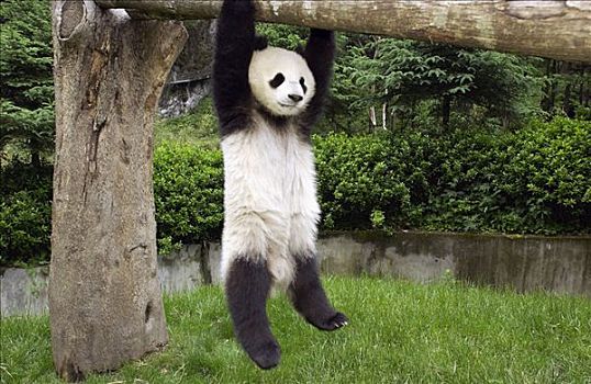 大熊猫,幼兽,熊猫,悬挂,树,中国,研究中心,卧龙自然保护区