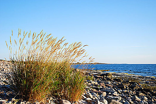 草,植物,海岸